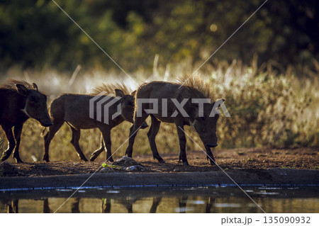 Common warthog in greater Kruger National park, South Africa Common warthog in greater Kruger National park, South Africa 135090932