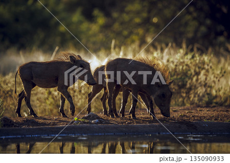 Common warthog in greater Kruger National park, South Africa 135090933