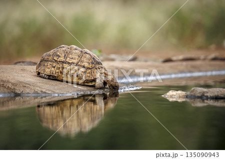 Leopard tortoise in Greater Kruger National park, South Africa Leopard tortoise in Greater Kruger National park, South Africa 135090943