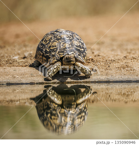 Leopard tortoise in Greater Kruger National park, South Africa 135090946
