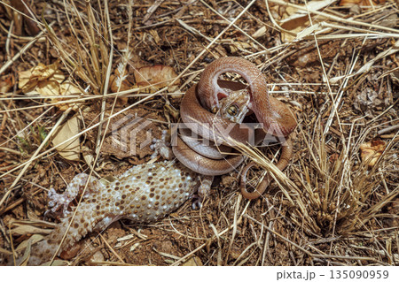 Marbled tree snake in Greater Kruger National park, South Africa 135090959