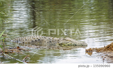 Nile crocodile in Greater Kruger National park, South Africa Nile crocodile in Greater Kruger National park, South Africa 135090960