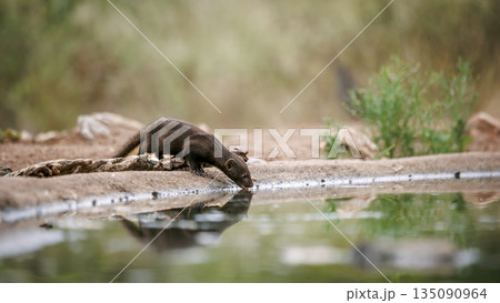 Slender mongoose in Greater Kruger National park, South Africa Slender mongoose in Greater Kruger National park, South Africa 135090964