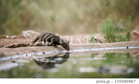 Slender mongoose in Greater Kruger National park, South Africa Slender mongoose in Greater Kruger National park, South Africa 135090967