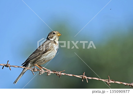 Corn Bunting - Miliaria calandra, Crete, Greece 135090977