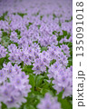 ホテイアオイ 135091018