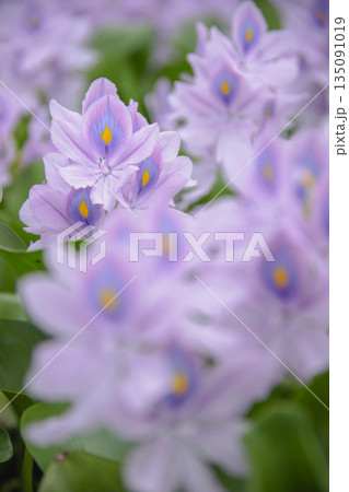 ホテイアオイ 135091019