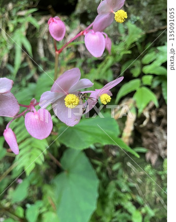 ピンクのシュウカイドウにとまる虫 135091055