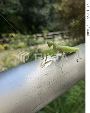 手すりのカマキリ 手すりのカマキリ 135091057