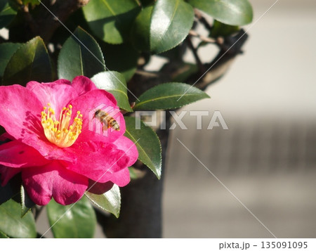 赤い椿の花 135091095