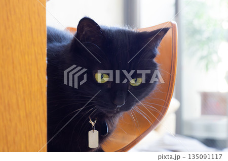 何かをじっと見つめる黒猫 135091117