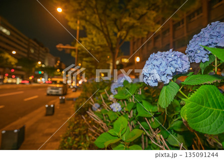 京都市中京区の御池通の歩道を彩る紫陽花を撮影 135091244
