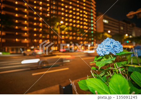 京都市中京区の御池通の歩道を彩る紫陽花を撮影 135091245
