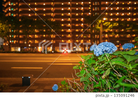 京都市中京区の御池通の歩道を彩る紫陽花を撮影 135091246