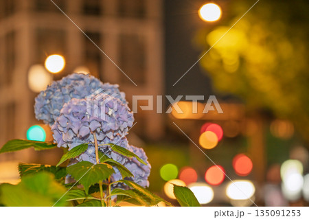 京都市中京区の御池通の歩道を彩る紫陽花を撮影 135091253
