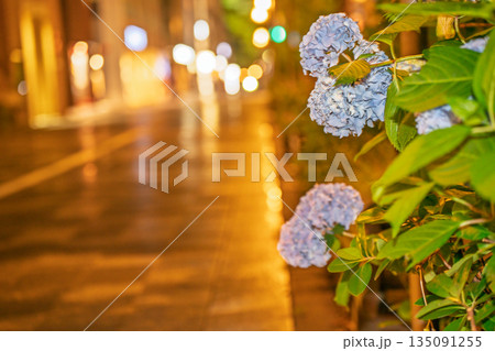 京都市中京区の御池通の歩道を彩る紫陽花を撮影 京都市中京区の御池通の歩道を彩る紫陽花を撮影 135091255