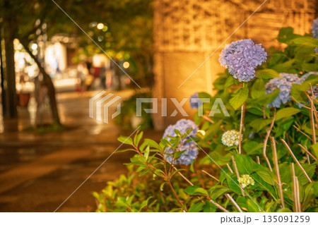 京都市中京区の御池通の歩道を彩る紫陽花を撮影 京都市中京区の御池通の歩道を彩る紫陽花を撮影 135091259