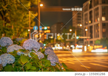 京都市中京区の御池通の歩道を彩る紫陽花を撮影 135091266