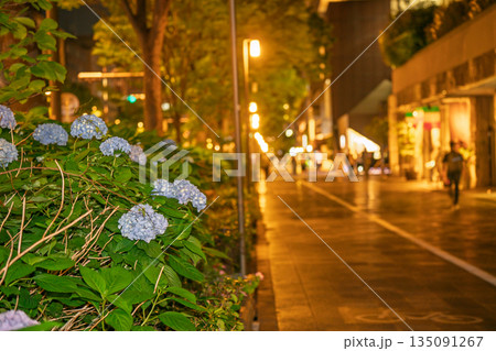 京都市中京区の御池通の歩道を彩る紫陽花を撮影 135091267