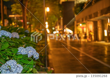 京都市中京区の御池通の歩道を彩る紫陽花を撮影 京都市中京区の御池通の歩道を彩る紫陽花を撮影 135091268