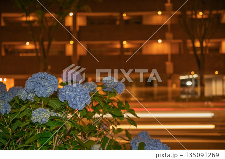 京都市中京区の御池通の歩道を彩る紫陽花を撮影 135091269