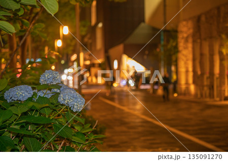 京都市中京区の御池通の歩道を彩る紫陽花を撮影 京都市中京区の御池通の歩道を彩る紫陽花を撮影 135091270
