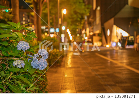 京都市中京区の御池通の歩道を彩る紫陽花を撮影 135091271