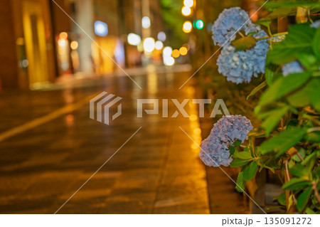 京都市中京区の御池通の歩道を彩る紫陽花を撮影 135091272