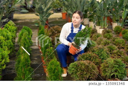 Young female seller holding thuja in pot Young female seller holding thuja in pot 135091348