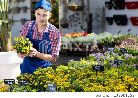 Man gardener caring for decorative yellow erysimum in pot Man gardener caring for decorative yellow erysimum in pot 135091355