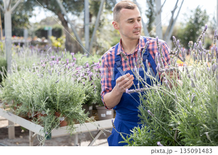 Young male seller with lavender in store Young male seller with lavender in store 135091483