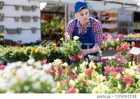 Young male seller holding snapdragon in pot Young male seller holding snapdragon in pot 135091538