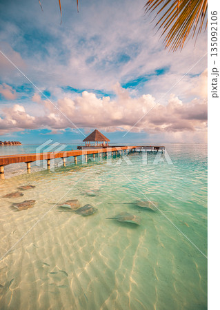 Stunning Maldives beach sunset with luxury resort and overwater villas calm ocean lagoon shallow bay marine life stingrays tropical summer vacation destination tranquil travel tourism background Stunning Maldives beach sunset with luxury resort and overwater villas calm ocean lagoon shallow bay marine life stingrays tropical summer vacation destination tranquil travel tourism background 135092106