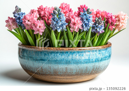 Vintage rustic pot. Hyacinth plant with purple flowers on a white background. Potted spring plant. 135092226