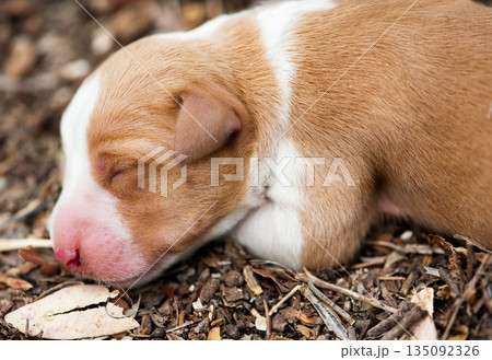 Newborn sleeping dog on the nature Newborn sleeping dog on the nature 135092326
