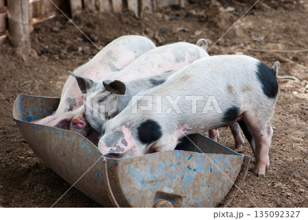 Four little pigs 135092327