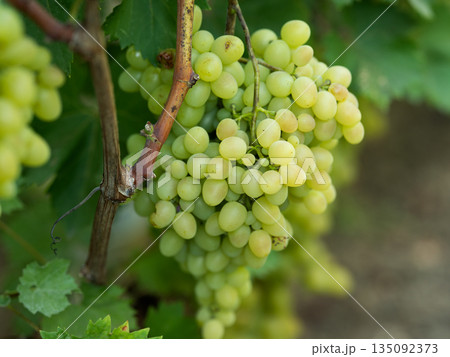 grapes on vine stock at wine yard 135092373