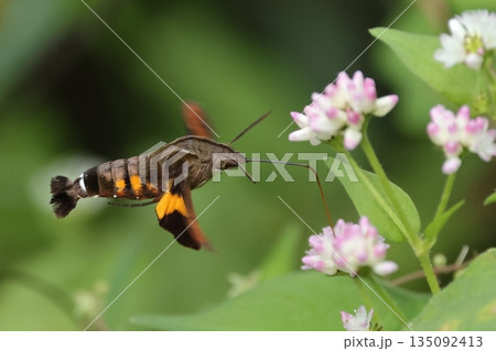 生き物　昆虫　ホシホウジャク、ホバリングでミゾソバの花を吸蜜中。長い口吻をもて余しぎみ？ 135092413