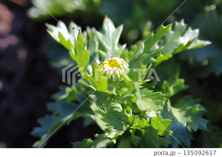 冬の庭に咲くクリサンセマム・ノースポールの小さな蕾の様子 冬の庭に咲くクリサンセマム・ノースポールの小さな蕾の様子 135092617