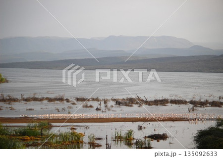 フラミンゴの大群 135092633