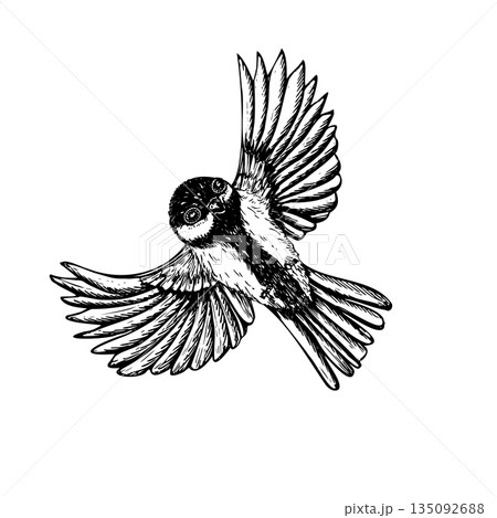 Flying titmouse vector isolated illustration. Hand drawn great tit in flight black and white outline drawing. Monochrome passerine bird with with wings spread graphic sketch Flying titmouse vector isolated illustration. Hand drawn great tit in flight black and white outline drawing. Monochrome passerine bird with with wings spread graphic sketch 135092688