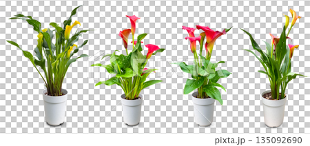 Calla lily flower pot cutout Calla lily flower pot cutout 135092690