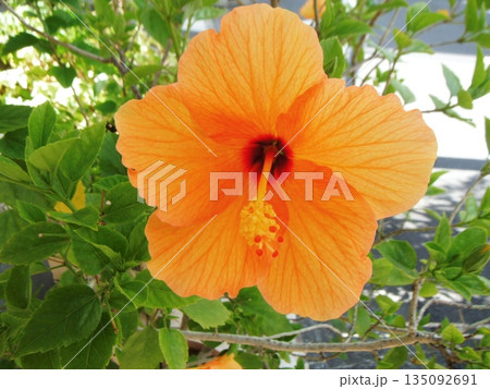 橙色のムクゲの花 橙色のムクゲの花 135092691