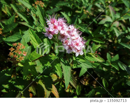 秋の花壇に咲く、シモツケの花 135092713