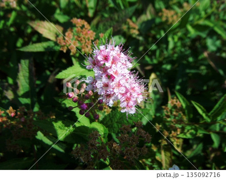 ピンクのシモツケの花 135092716