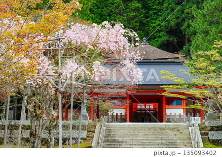 桜に覆われた高野山奥の院　英霊殿 135093402