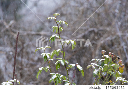 Close-up of a green plant branch with leaves catching falling snowflakes in winter. The background is blurred, showing a cold garden scene. Close-up of a green plant branch with leaves catching falling snowflakes in winter. The background is blurred, showing a cold garden scene. 135093481