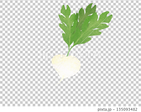 水彩風の白い蕪 135093482