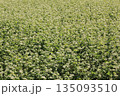 そば畑 135093510