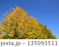 イチョウ・2 135093511